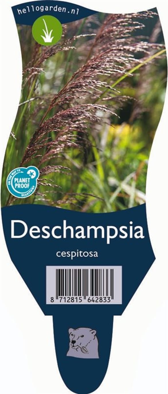 Deschampsia cespitosa - P11